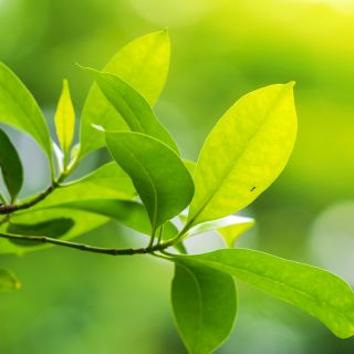 Natürliche Formel – einfache Anwendung